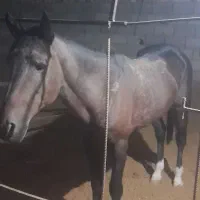 اسب|اسب و تجهیزات اسبسواری|گناباد, |دیوار