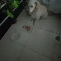 خواهش  میکنم اطلاع بدین مژدگانی دریافت کنند