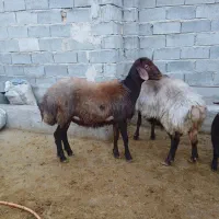 گوسفند فروشی|حیوانات مزرعه|مینودشت, |دیوار