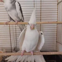 خانواده عروس هلندی