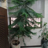 کاج مطبق ۳ متری