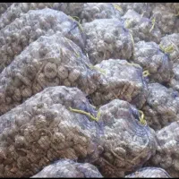 سیر|حراج|پارسآباد, |دیوار