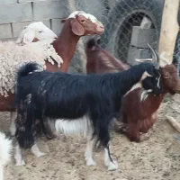 بز با بزغاله کهره بره