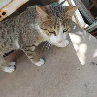 گربه ی بسیار اهلی دستی