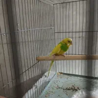 مرغ عشق خوش رنگ|پرنده|مشکیندشت, |دیوار