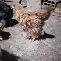 جوجه برهما، گلین پنگوئنی، ویاندونت آمریکایی