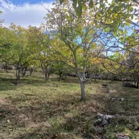 یک هکدار باغ گردو|فروش دفتر صنعتی، کشاورزی، تجاری|سراب, |دیوار