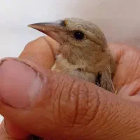 جوجه سهره