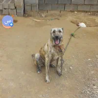 سگ افغان ۳ساله باکته کبود مادردخترهستن به علت ن