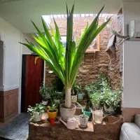 گل ذرتی بزرگ