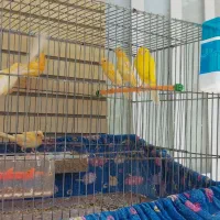 جوجه قناری پرتقالی و طلایی.قادراباد