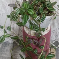 9 عدد گل طبیعی|گل و گیاه طبیعی|فارسان, |دیوار