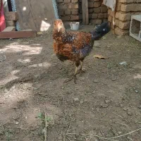 یک عدد جوجه مرغ ویک اردک