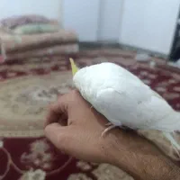 عروس هلندی دستی