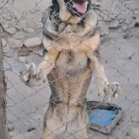 سگ پژدر|سگ|بیجار, |دیوار