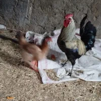 مرغ و خروس محلی زیبا|حیوانات مزرعه|ایذه, |دیوار