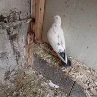 کبوتر|پرنده|نقده, |دیوار