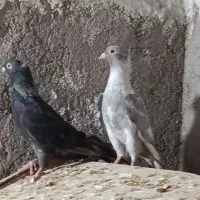 موشی نقره ای ساده پر خال سیاه