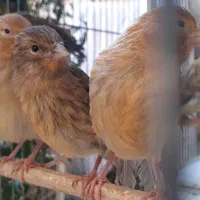 قناری|پرنده|تبریز, |دیوار