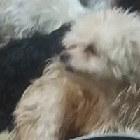 سگ پاکوتاه پونصد تومن