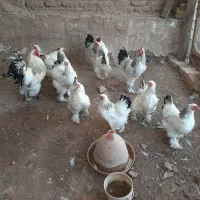 مرغ و خروس برهما اصل