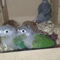سلام فروش 5 عدد جوجه یک ماهه بزرگ شده زیر پای مادر