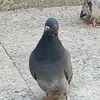 کبوتر سبز اصیل|پرنده|ایرانشهر, |دیوار