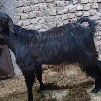 گوسفند نری چاق