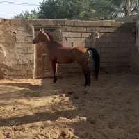 اسب وتجهیزات اسب سوار