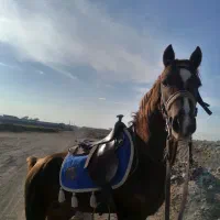 اسب نریان|اسب و تجهیزات اسب‌سواری|گناباد, |دیوار