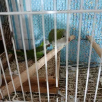 طوطی راهب ۲عدد ماده همراه تست جنسیت|پرنده|رشت, جانبازان|دیوار