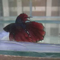 گلوفیش.  گوپی.  انواع ماهیان زینتی