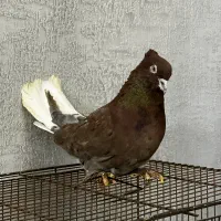 16عدد کفتر آس یجایی کبوتر یکی از یکی بهتر|پرنده|تهران, شهید رجایی|دیوار