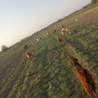 16 راس گوسفند پاکستانی..|حیوانات مزرعه|جیرفت, |دیوار