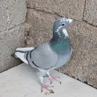 کفتر ماده پلاکی ذات مسافتی|پرنده|کربال, |دیوار