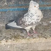 کفتر فروشی|پرنده|تهران, گرگان|دیوار