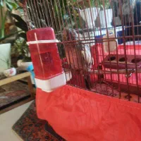 عروس هلندی نر|پرنده|آبیک, |دیوار