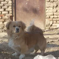 دوعدد تول نر