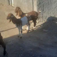 بزغاله های سه قلو|حیوانات مزرعه|اهر, |دیوار