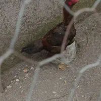 مرغو خروس لاری