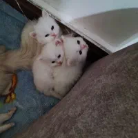 گربه کوچولو