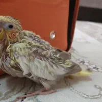 جوجه عروس هلندی ۲۴ روزه ،۶۵۰ تومان