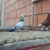 کبوتر مسافتی و سوسکی سبز|پرنده|گنبد کاووس, |دیوار