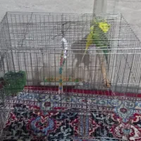 مرغ عشق|پرنده|پاکدشت, حصار امیر|دیوار