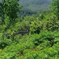 270متر زمین دینارسرا با سند ششدانگ|فروش زمین و ملک کلنگی|نشتارود, |دیوار