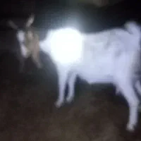 بز دوقلو زا با دوتا بیگ نر ماده افغانی دینراک|حیوانات مزرعه|اندیکا, |دیوار