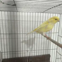 قناری نر