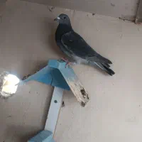 چاپی مسافتی