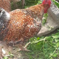 تخم مرغ نطفه دار وخوراکی اورگانیک|حیوانات مزرعه|رشت, نیروی دریایی|دیوار