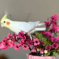 عروس هلندی لوتینو نر سخنگو و دستی